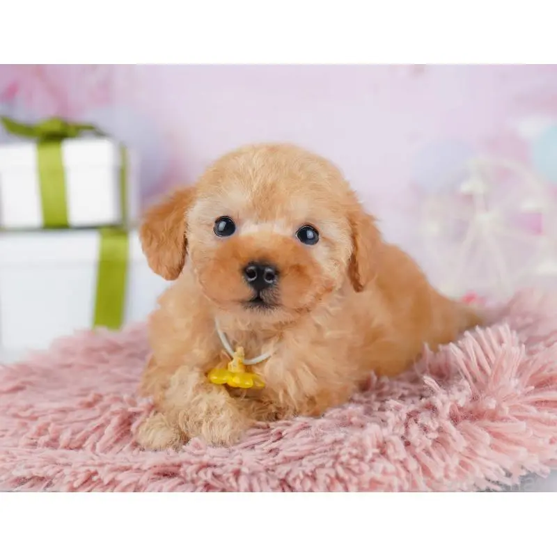 販売中の千葉県のトイプードル-453229の5枚目