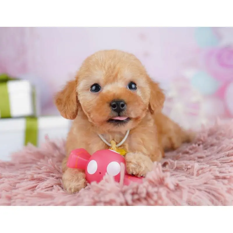 販売中の千葉県のトイプードル-453229の3枚目