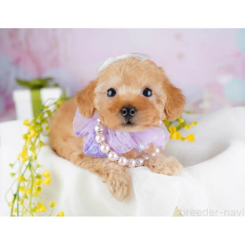 販売中の千葉県のトイプードル-453229の2枚目