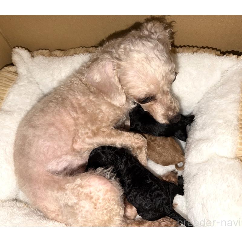 販売中の埼玉県のタイニープードル-452397の2枚目