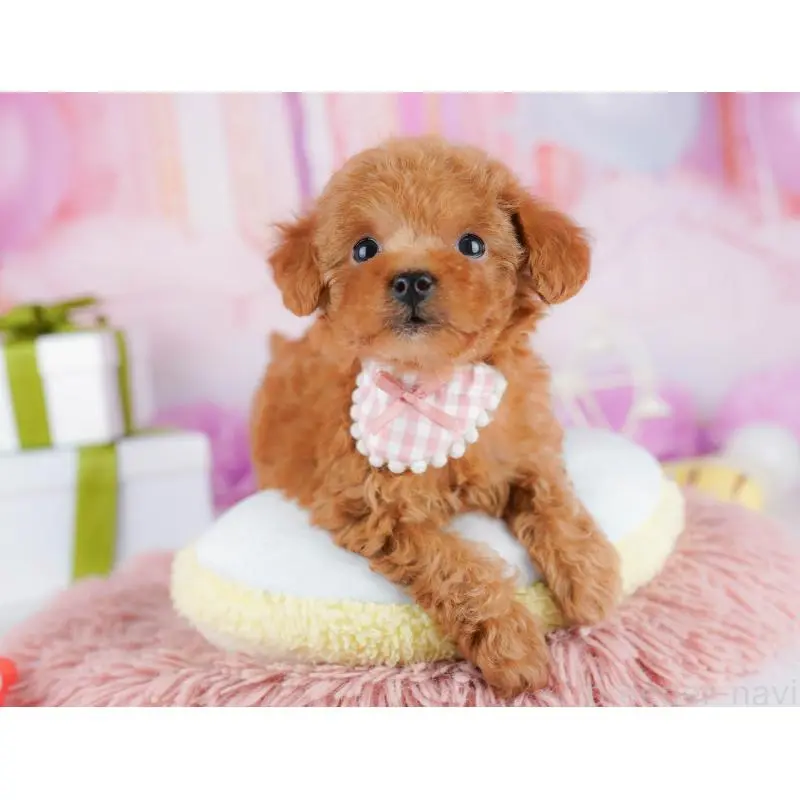 販売中の千葉県のトイプードル-453226の11枚目