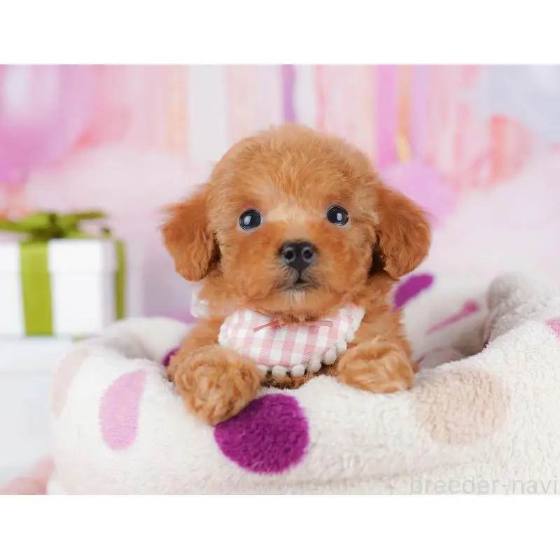 販売中の千葉県のトイプードル-453226の9枚目