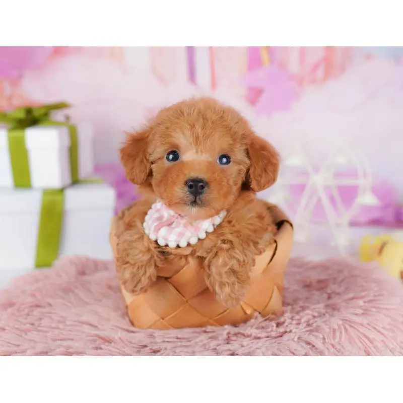 販売中の千葉県のトイプードル-453226の8枚目