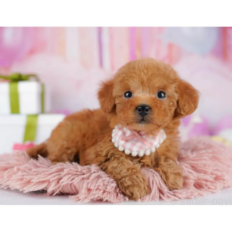 販売中の千葉県のトイプードル-453226の7枚目