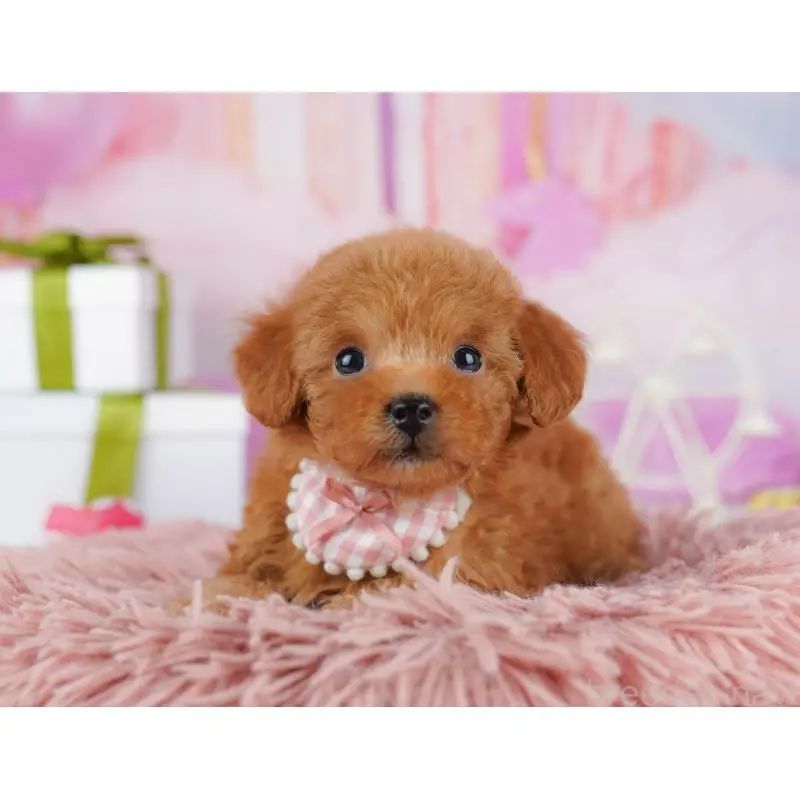 販売中の千葉県のトイプードル-453226の6枚目