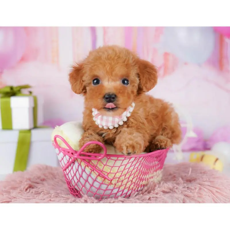 販売中の千葉県のトイプードル-453226の5枚目