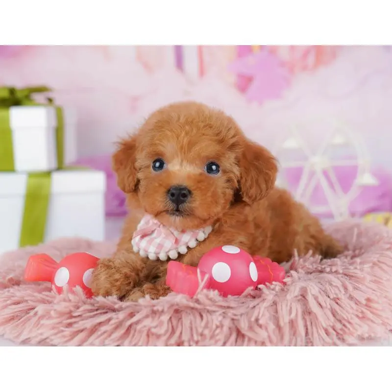 販売中の千葉県のトイプードル-453226の3枚目