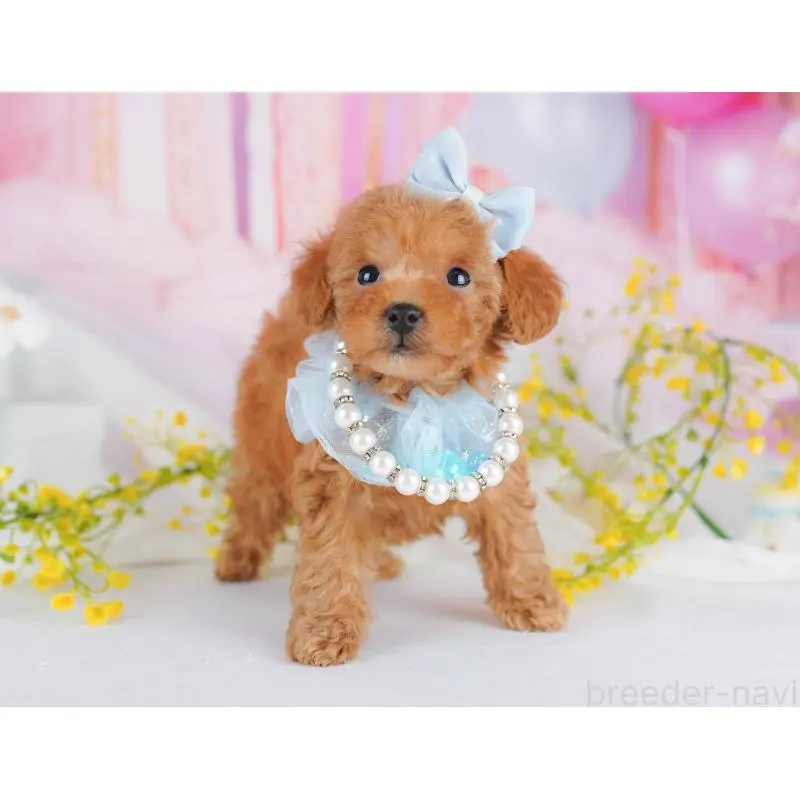 販売中の千葉県のトイプードル-453226の2枚目