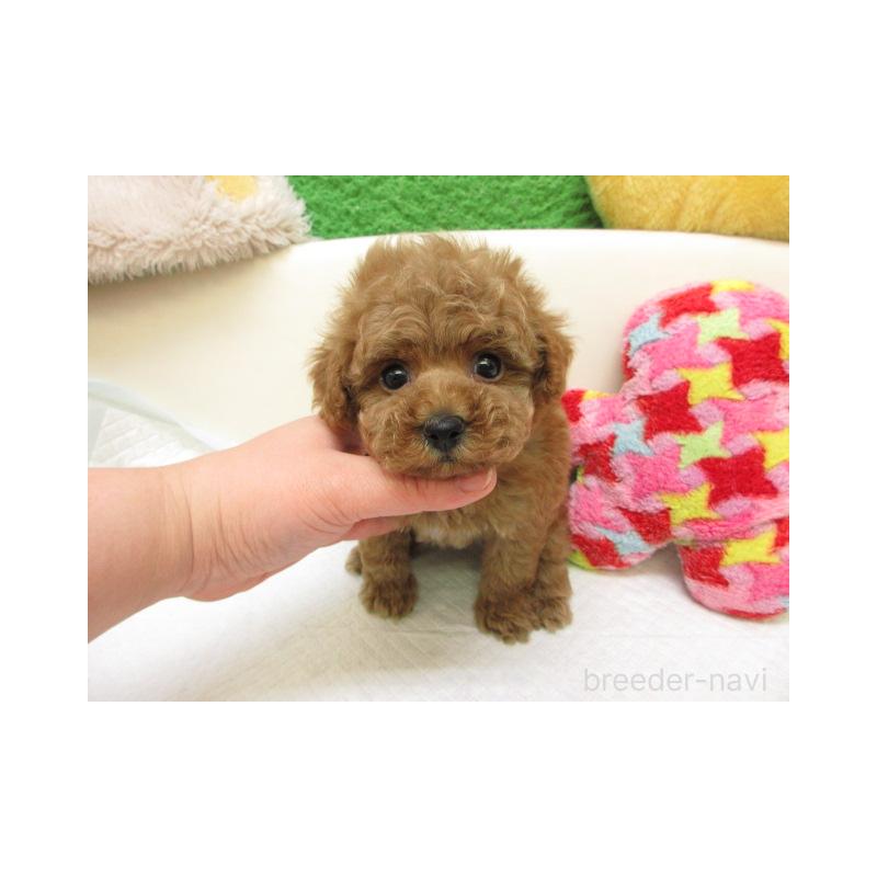 販売中の大阪府のトイプードル-452385の2枚目