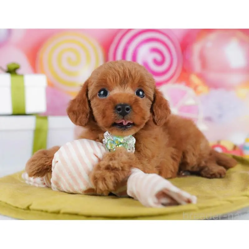 販売中の千葉県のトイプードル-453223の11枚目