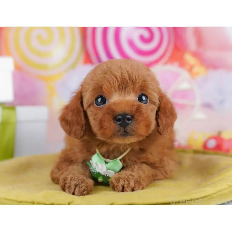 販売中の千葉県のトイプードル-453223の10枚目