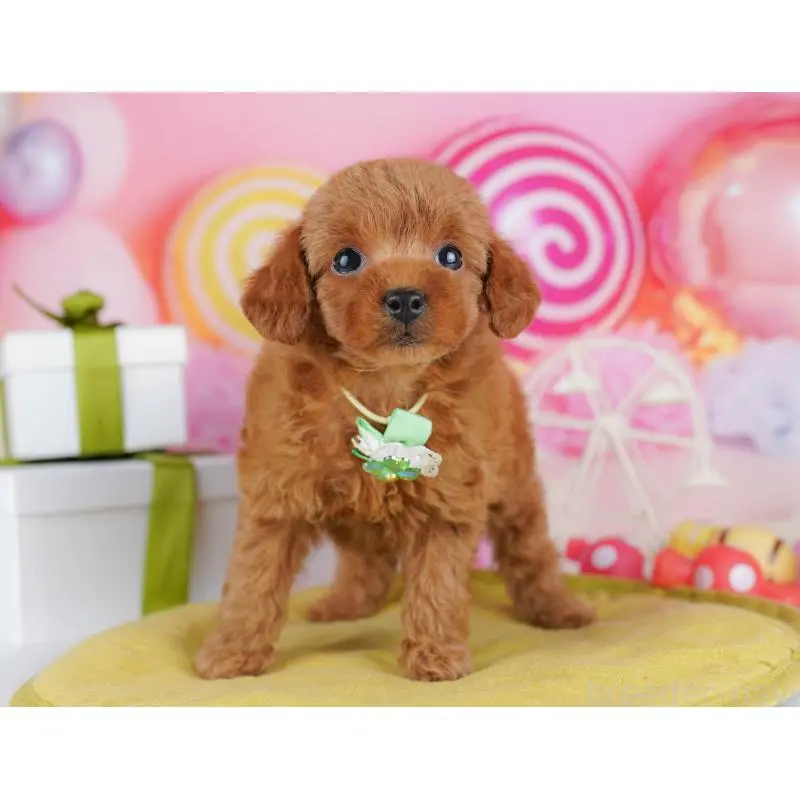 販売中の千葉県のトイプードル-453223の8枚目