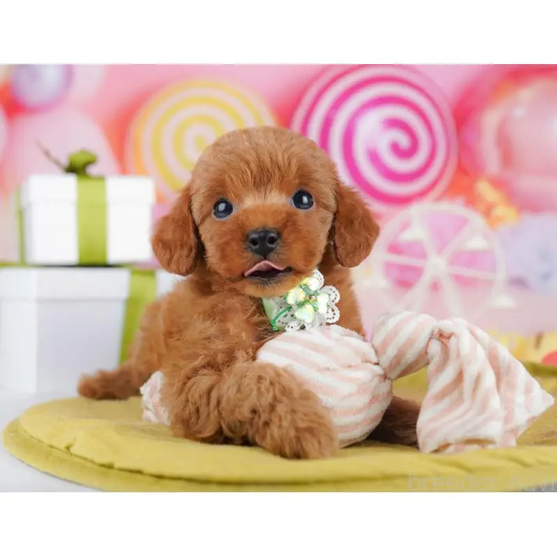 販売中の千葉県のトイプードル-453223の7枚目