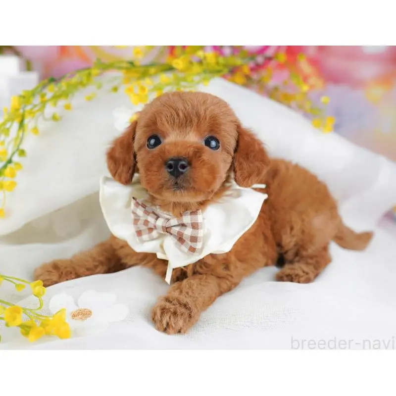 販売中の千葉県のトイプードル-453223の6枚目