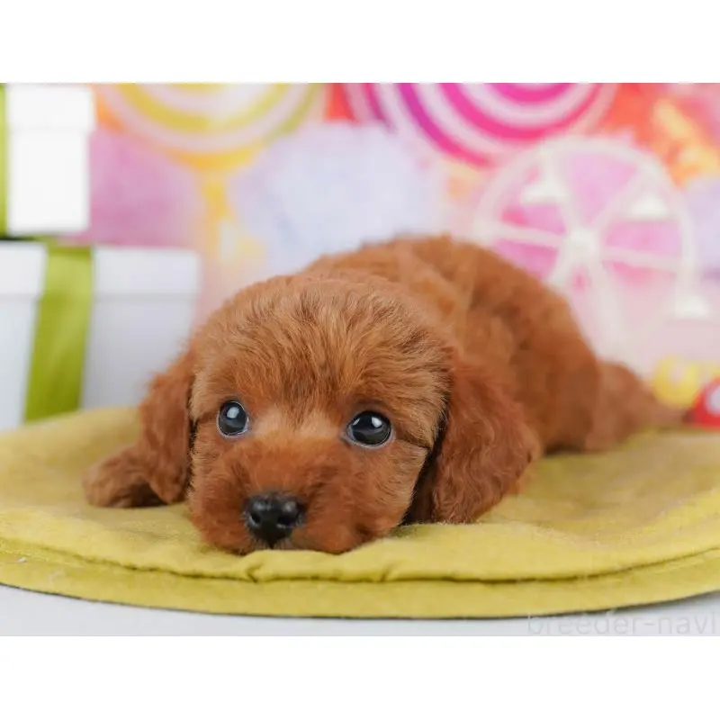 販売中の千葉県のトイプードル-453223の5枚目