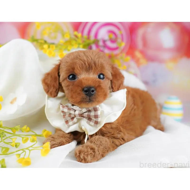 販売中の千葉県のトイプードル-453223の4枚目