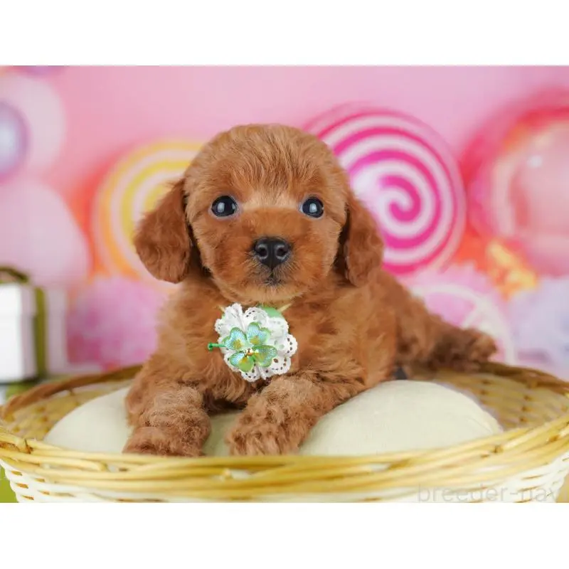 販売中の千葉県のトイプードル-453223の3枚目