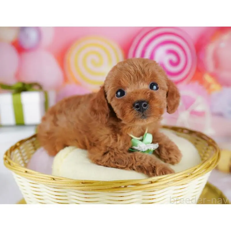 販売中の千葉県のトイプードル-453223の2枚目