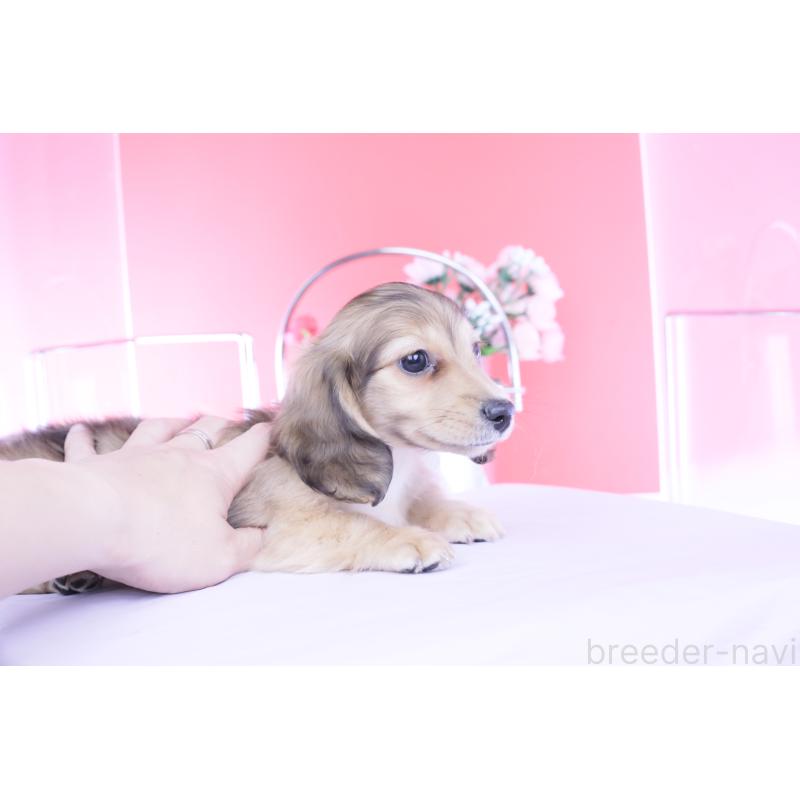 販売中の愛知県のカニンヘンダックスフンド(ロングヘアード)-446079の8枚目