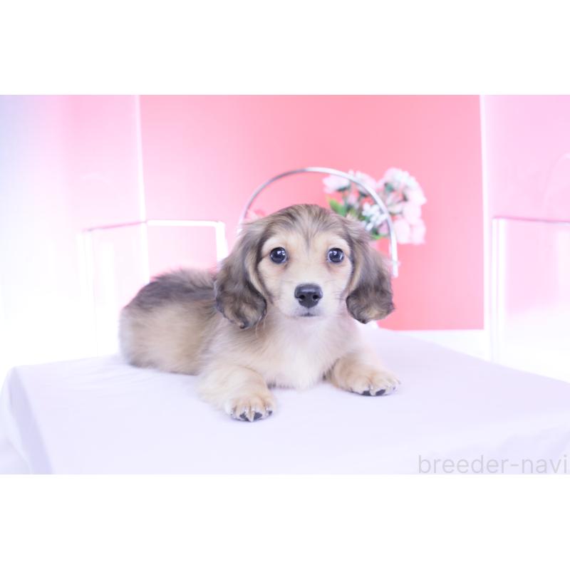 販売中の愛知県のカニンヘンダックスフンド(ロングヘアード)-446079の5枚目