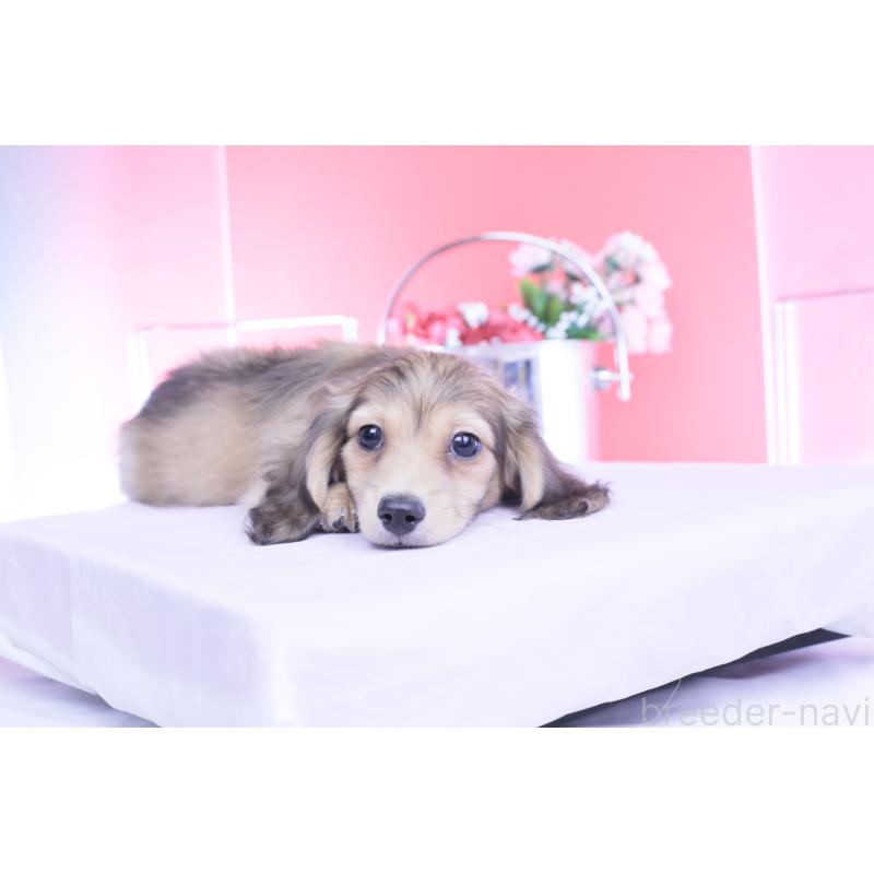 販売中の愛知県のカニンヘンダックスフンド(ロングヘアード)-446079の4枚目