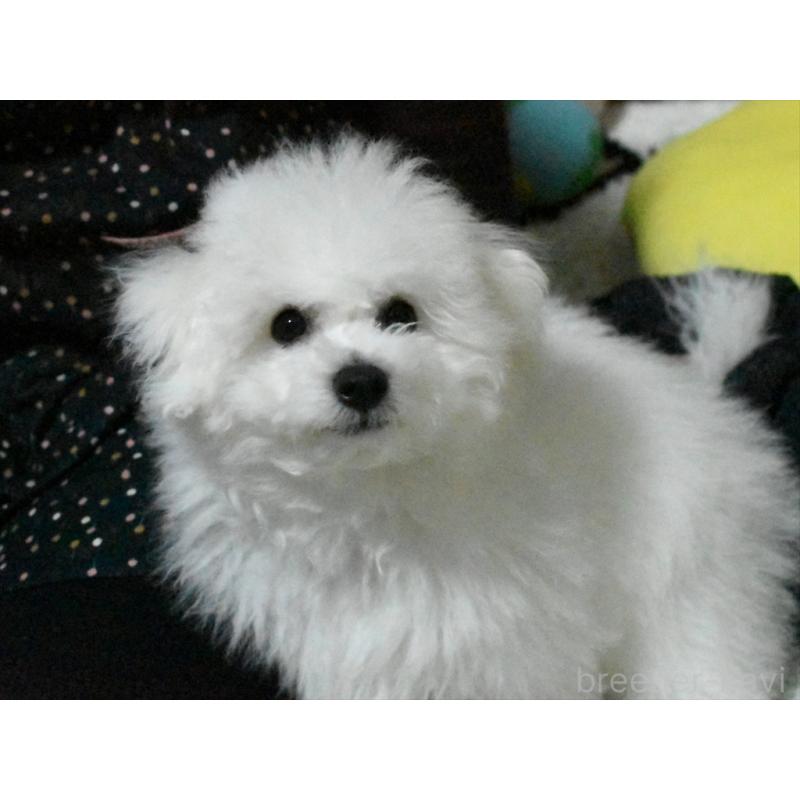 成約済の愛知県のビションフリーゼ-434964の6枚目