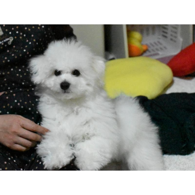 成約済の愛知県のビションフリーゼ-434964の5枚目