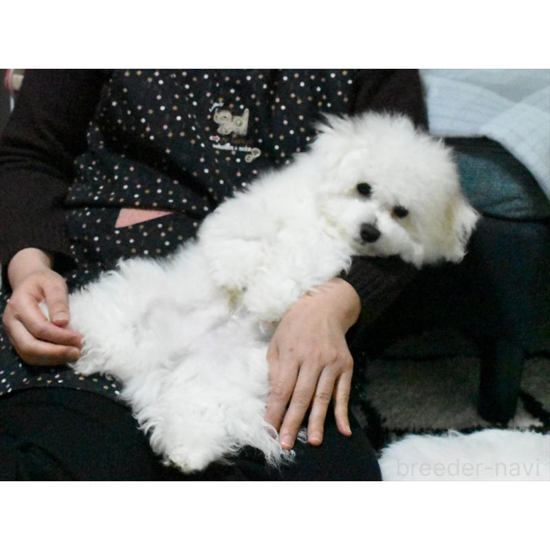 成約済の愛知県のビションフリーゼ-434964の4枚目