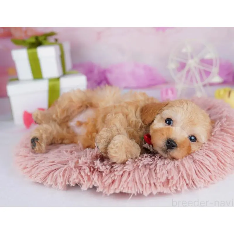 販売中の千葉県のトイプードル-453221の12枚目