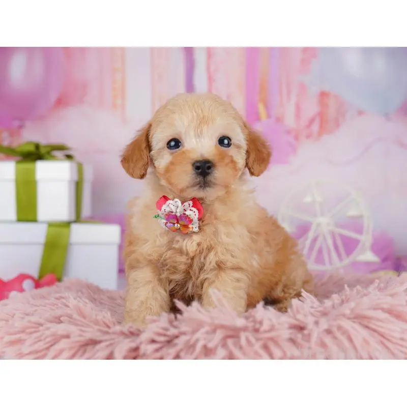 販売中の千葉県のトイプードル-453221の11枚目