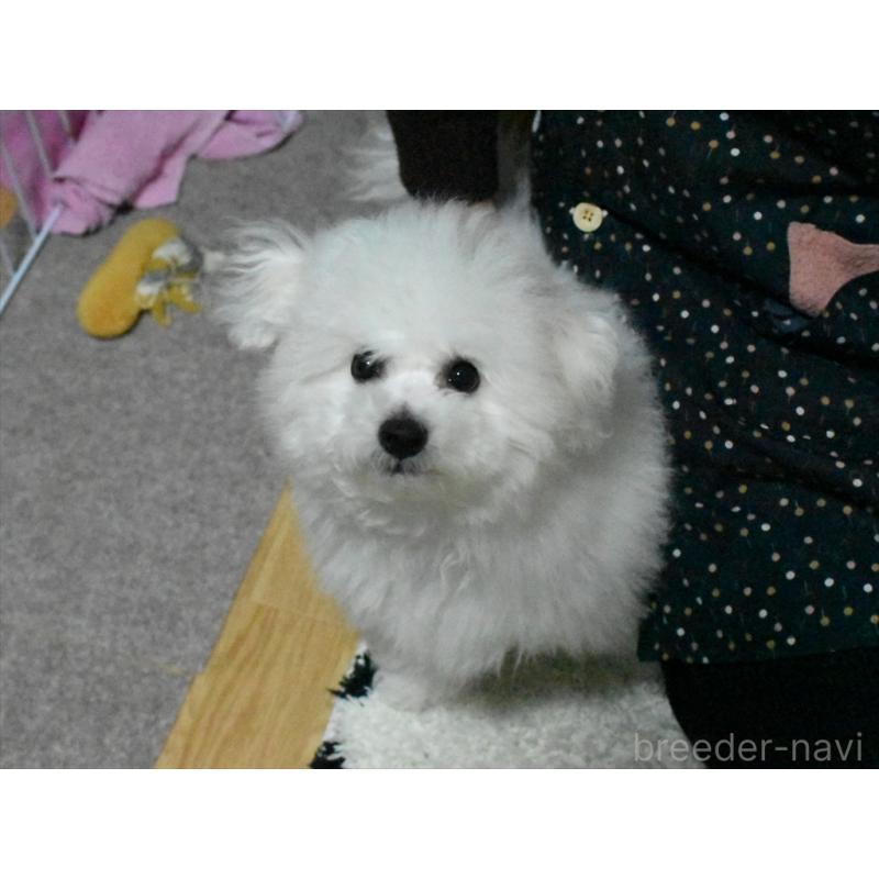 成約済の愛知県のビションフリーゼ-434964の3枚目