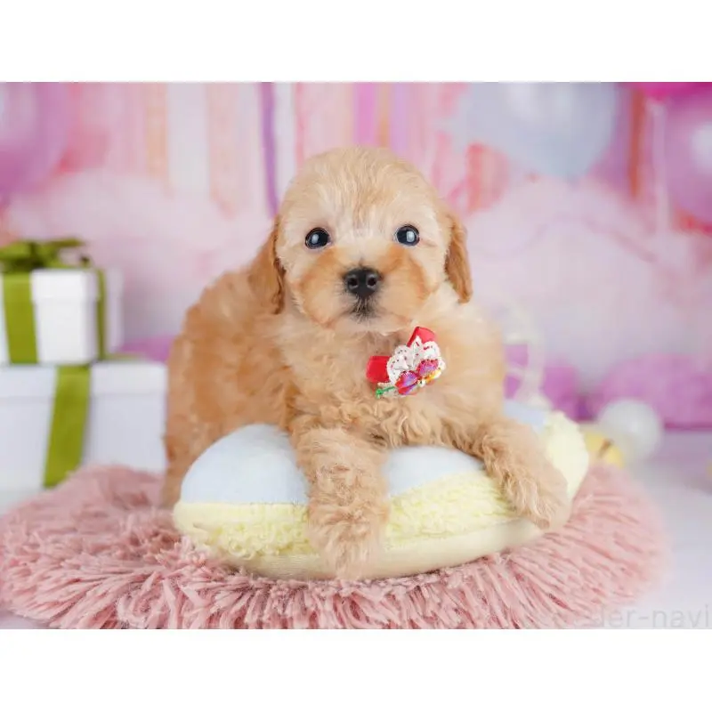 販売中の千葉県のトイプードル-453221の9枚目