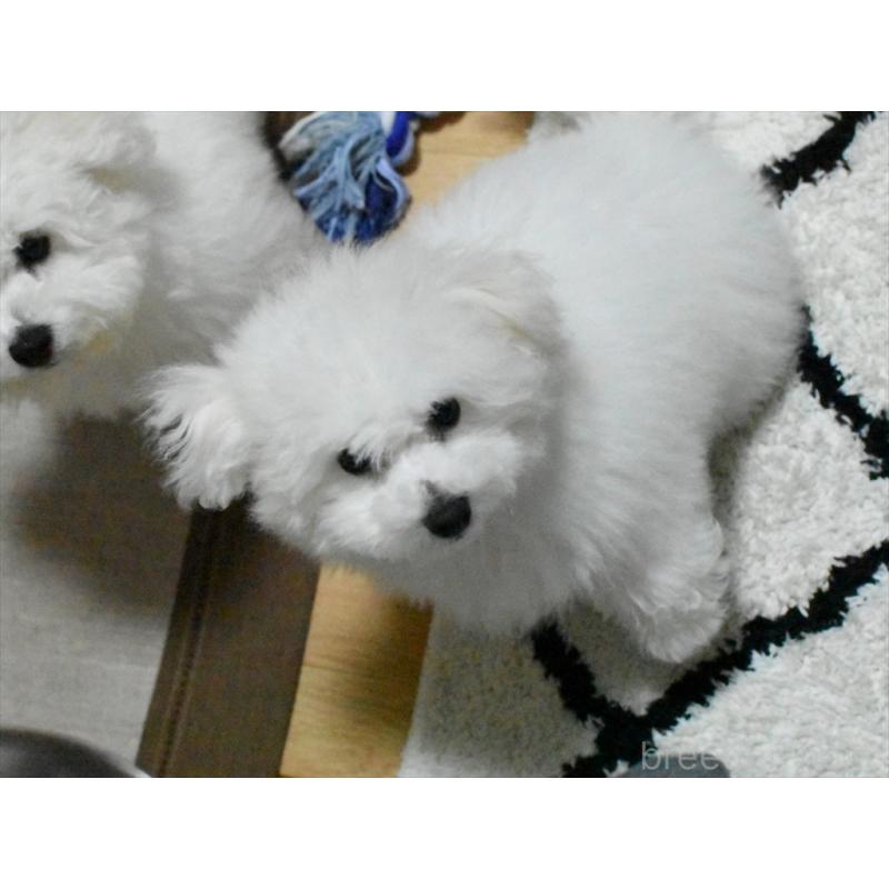 成約済の愛知県のビションフリーゼ-434964の2枚目