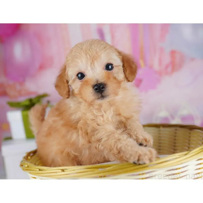 販売中の千葉県のトイプードル-453221の8枚目