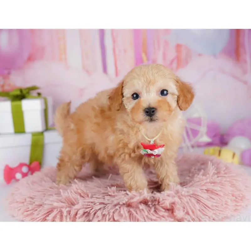 販売中の千葉県のトイプードル-453221の7枚目