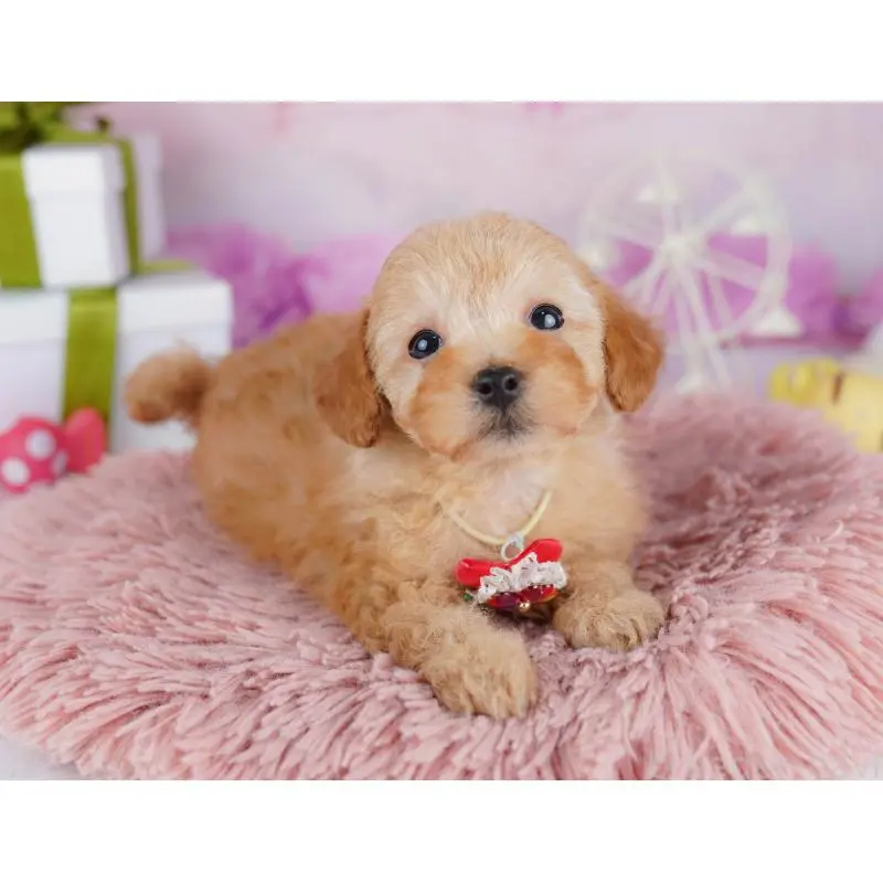 販売中の千葉県のトイプードル-453221の6枚目