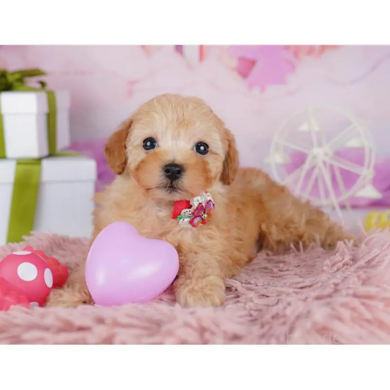 販売中の千葉県のトイプードル-453221の5枚目