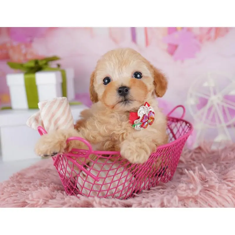 販売中の千葉県のトイプードル-453221の3枚目