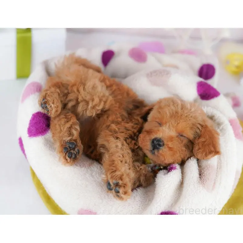 販売中の千葉県のトイプードル-453220の10枚目