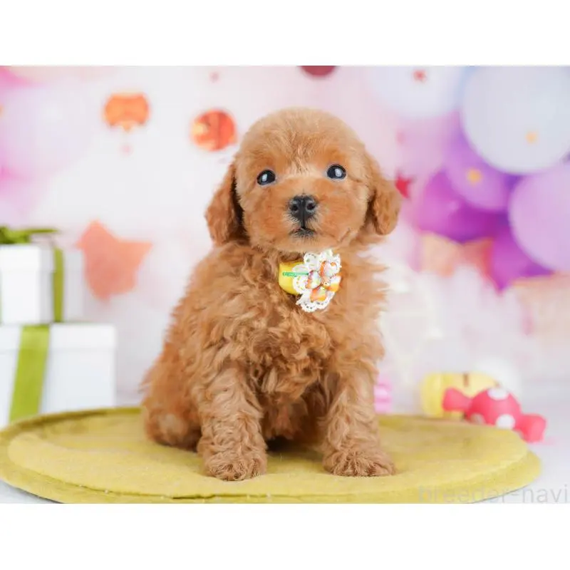 販売中の千葉県のトイプードル-453220の8枚目