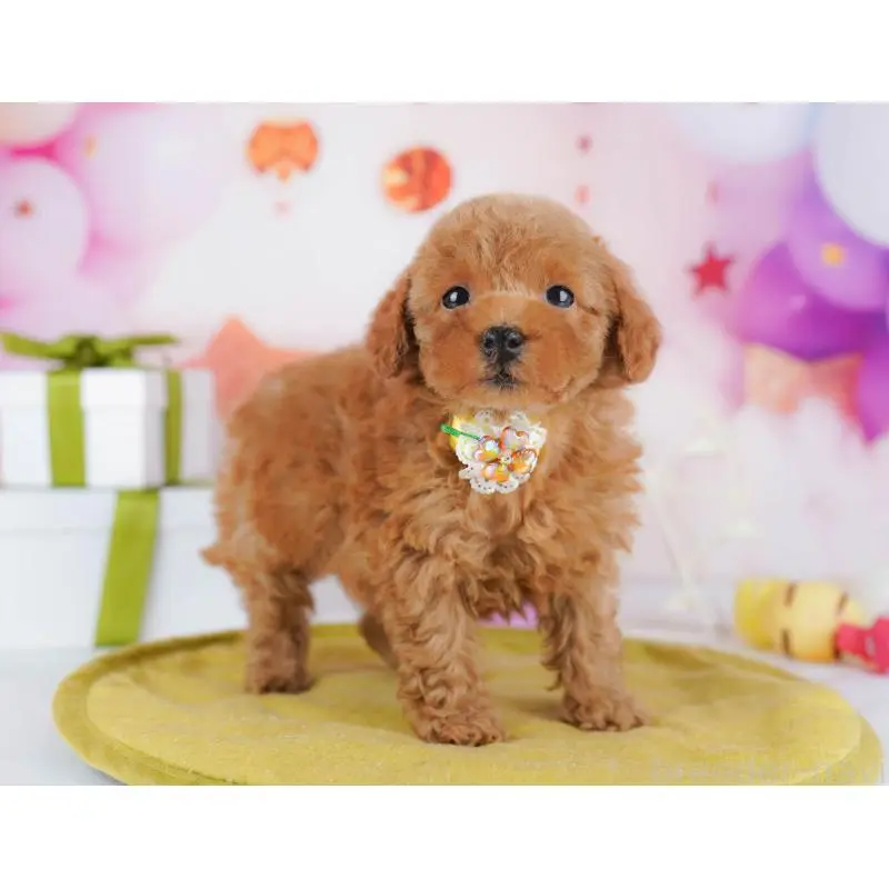 販売中の千葉県のトイプードル-453220の7枚目