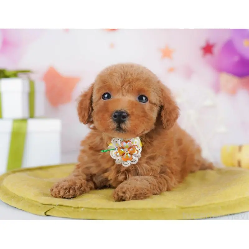 販売中の千葉県のトイプードル-453220の6枚目