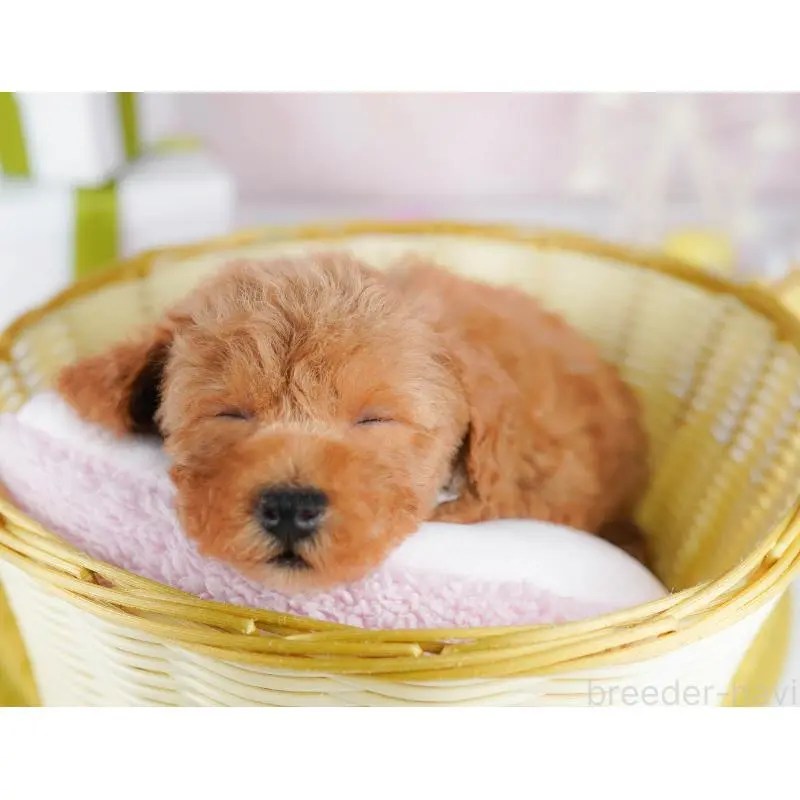 販売中の千葉県のトイプードル-453220の5枚目