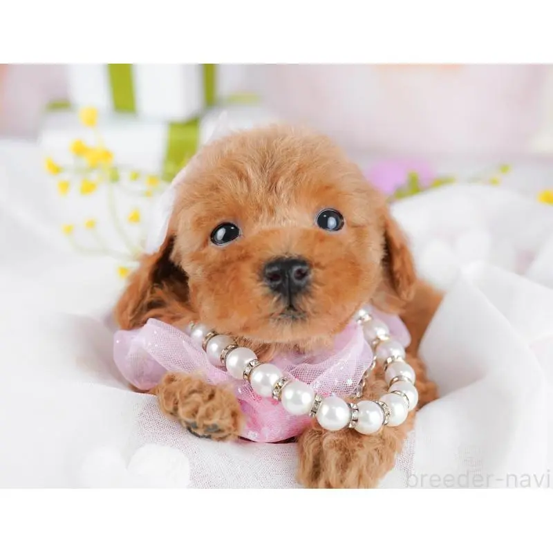 販売中の千葉県のトイプードル-453220の3枚目