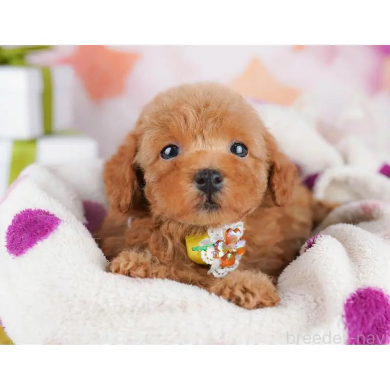 販売中の千葉県のトイプードル-453220の2枚目