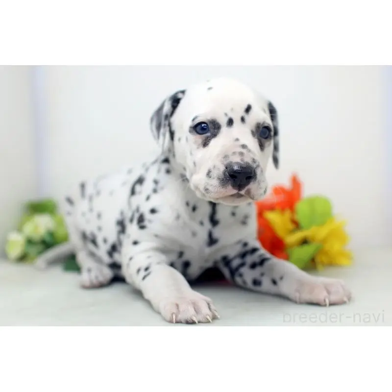 販売中の埼玉県のダルメシアン-452388の8枚目