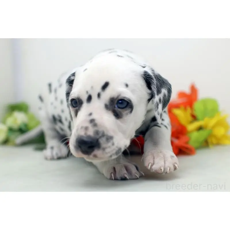 販売中の埼玉県のダルメシアン-452388の7枚目