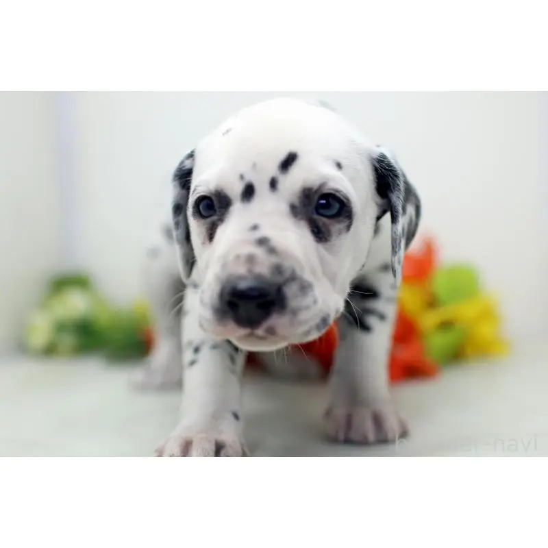 販売中の埼玉県のダルメシアン-452388の6枚目