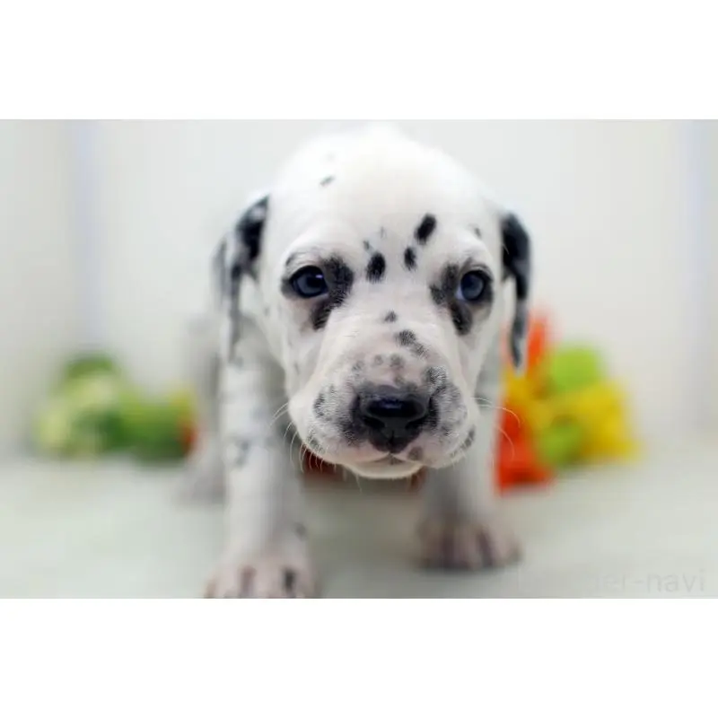 販売中の埼玉県のダルメシアン-452388の5枚目