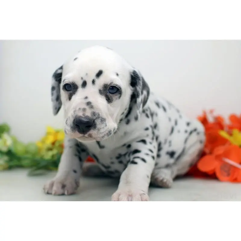 販売中の埼玉県のダルメシアン-452388の4枚目